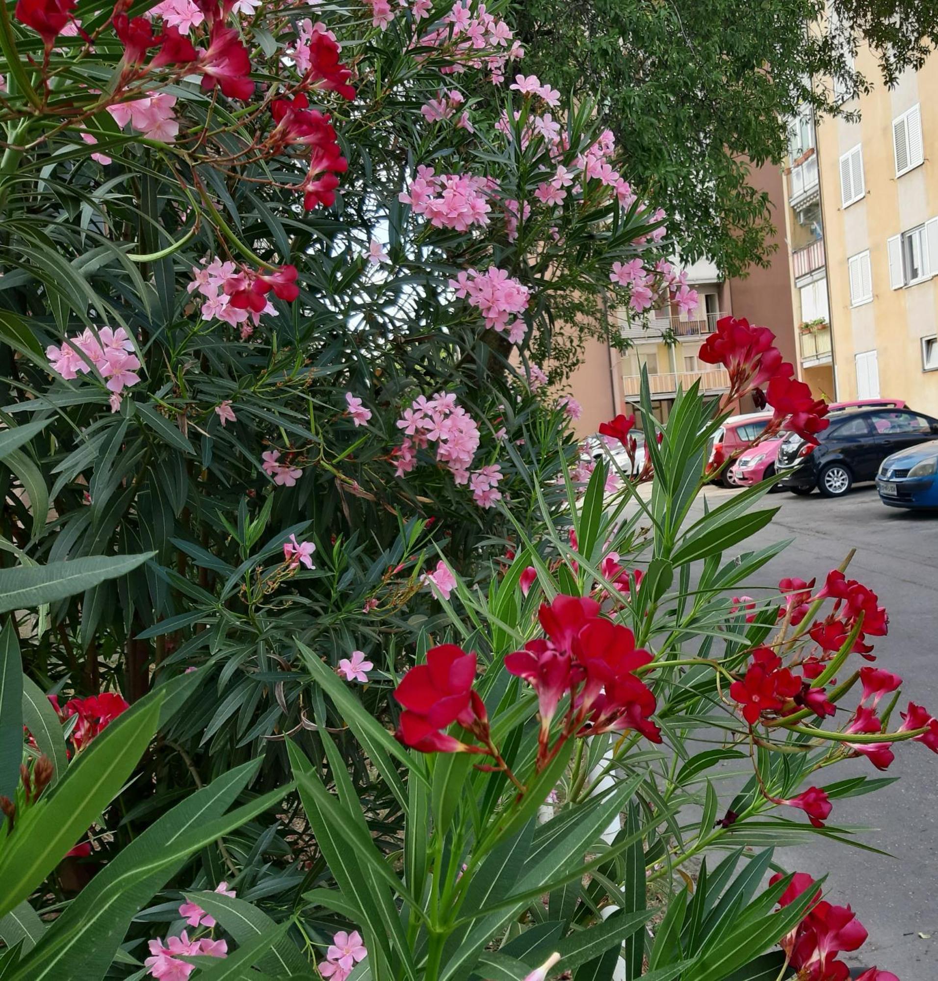 Apartma Eva Копер Экстерьер фото